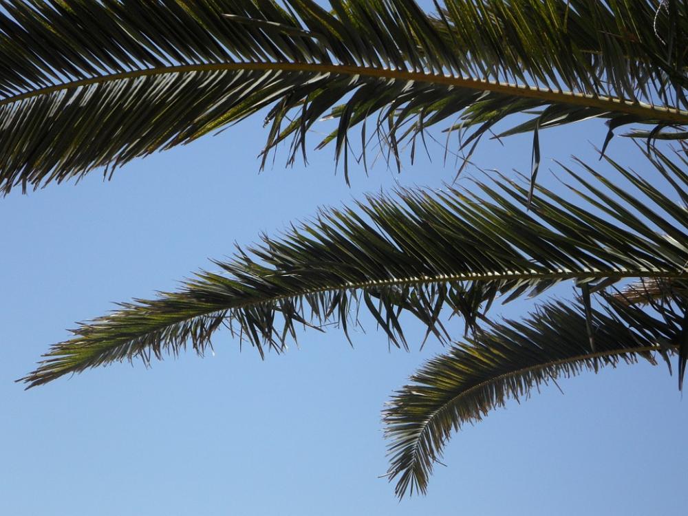 Palm Sky Palm Leaves View Outlook Vacations Palm Sky Palm Leaves View Outlook Vacations