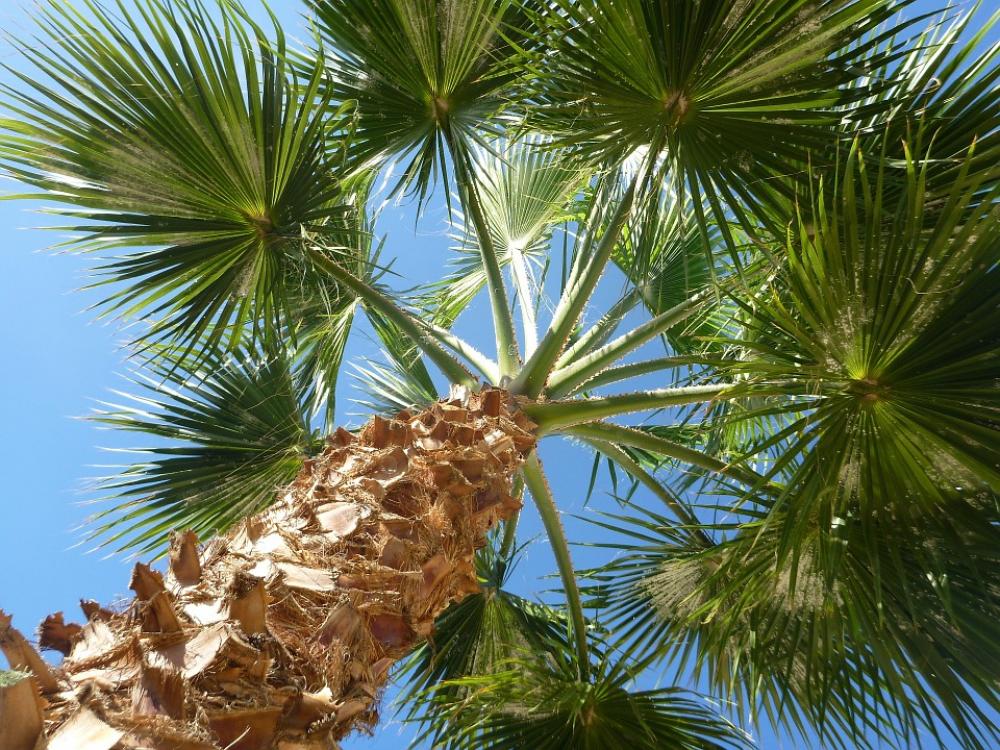 Palm Sky Nature Palm Sky Nature