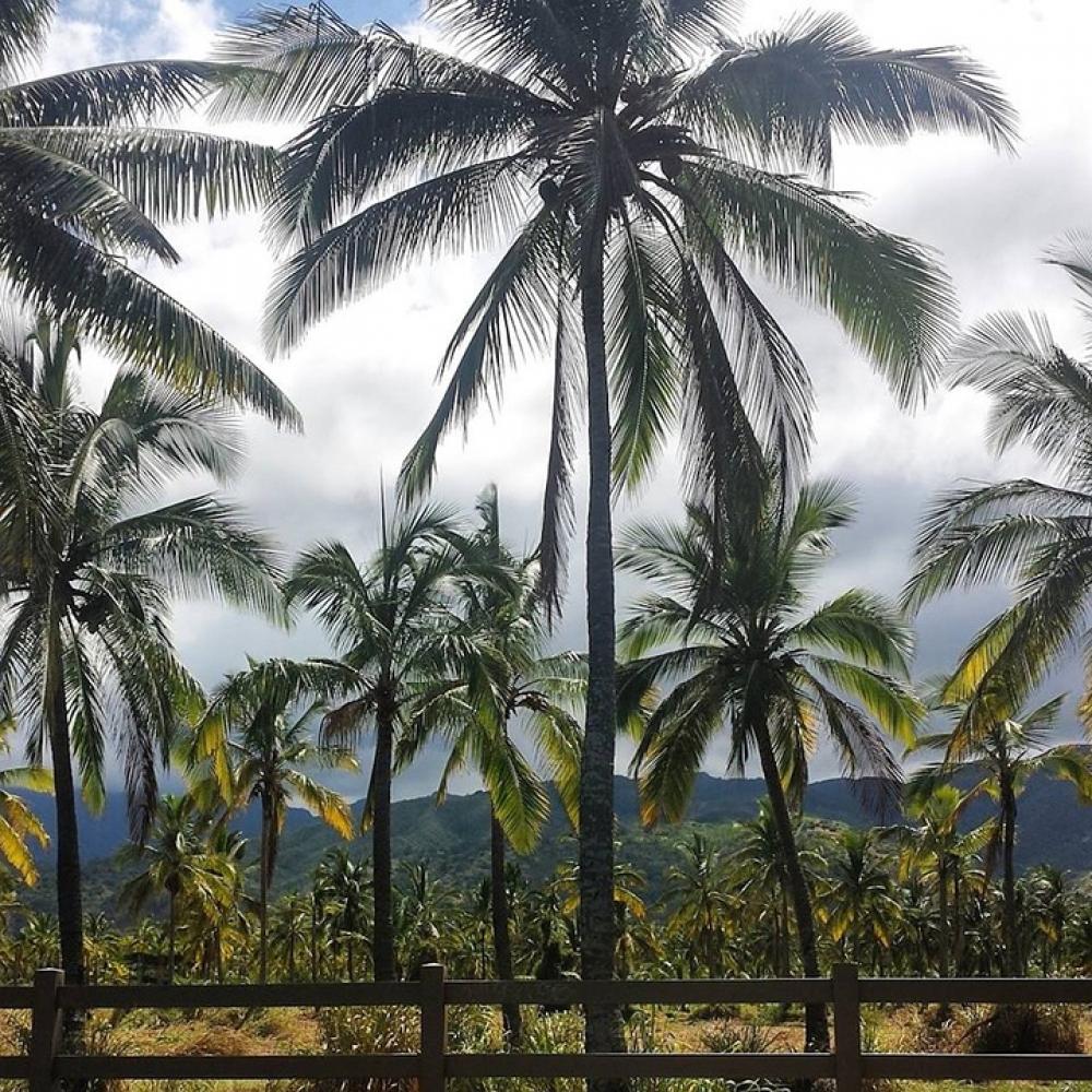 Palm Tropical Hawaii Nature Palm Tropical Hawaii Nature