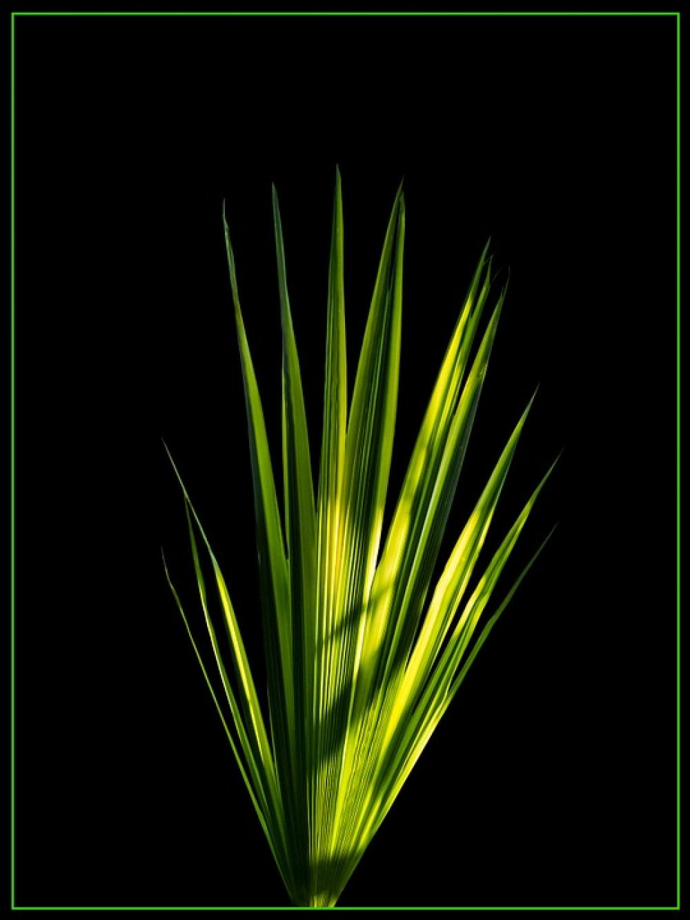 Palm Leaf New Leaf Palm Fronds Palm Leaf New Leaf Palm Fronds