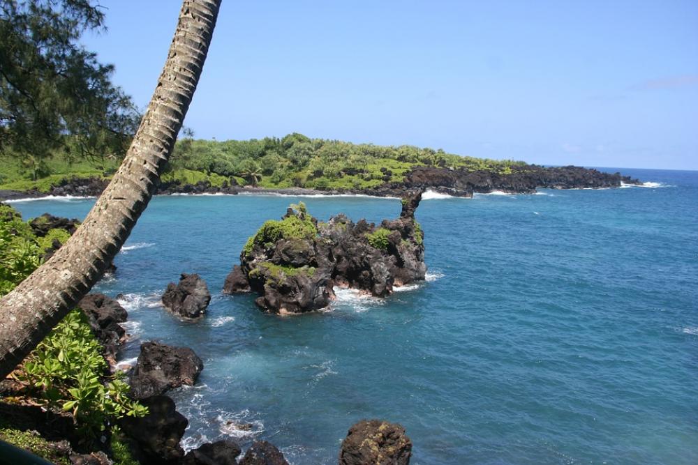 Palm Tree Hawaii Maui Beach Ocean Horizon Shore Palm Tree Hawaii Maui Beach Ocean Horizon Shore