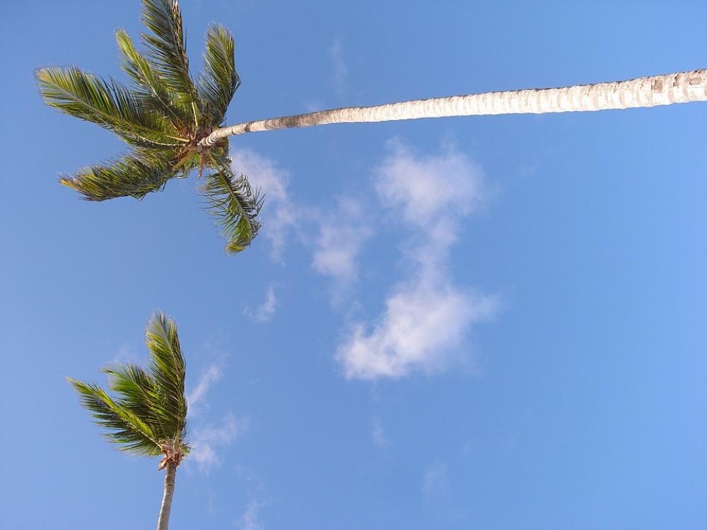 Palm Trees Summer Beach Vacations Sea Palm Trees Summer Beach Vacations Sea