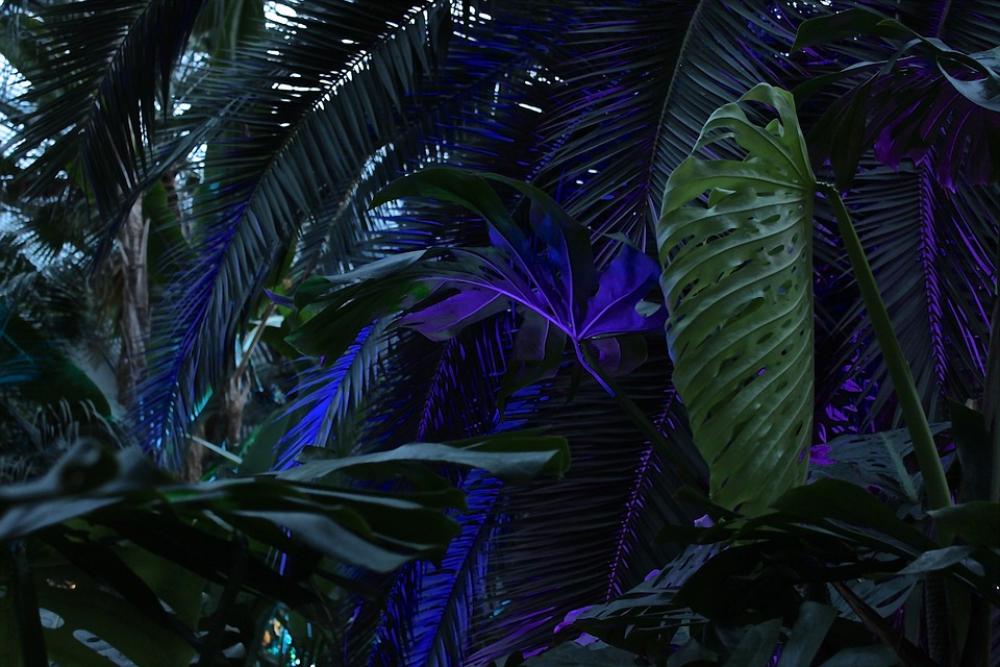 Palm Trees Winter Lights Palm Garden Palm Trees Winter Lights Palm Garden