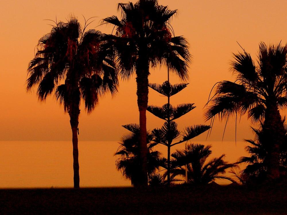 Palm Trees Sunset Beach Nerja Palm Trees Sunset Beach Nerja