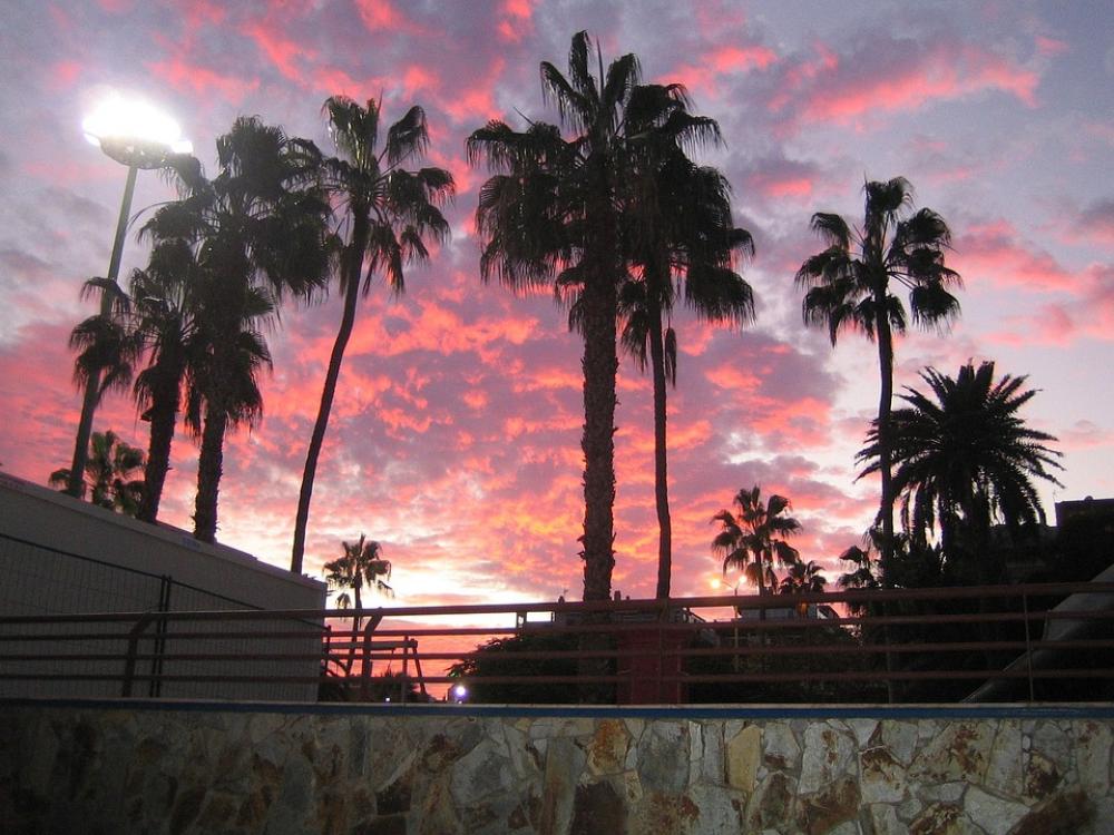 Palm Trees Palm Tree Sky Sunset Gran Canaria Palm Trees Palm Tree Sky Sunset Gran Canaria