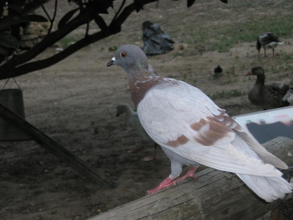 Paloma Birds Pigeons Animals Paloma Birds Pigeons Animals