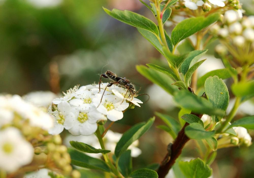 Panicle Shrub Panicle Bush Insect Bride Spiere Panicle Shrub Panicle Bush Insect Bride Spiere