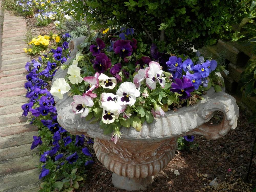 Pansies Garden Planter Concrete Urn Flowers Plants Pansies Garden Planter Concrete Urn Flowers Plants