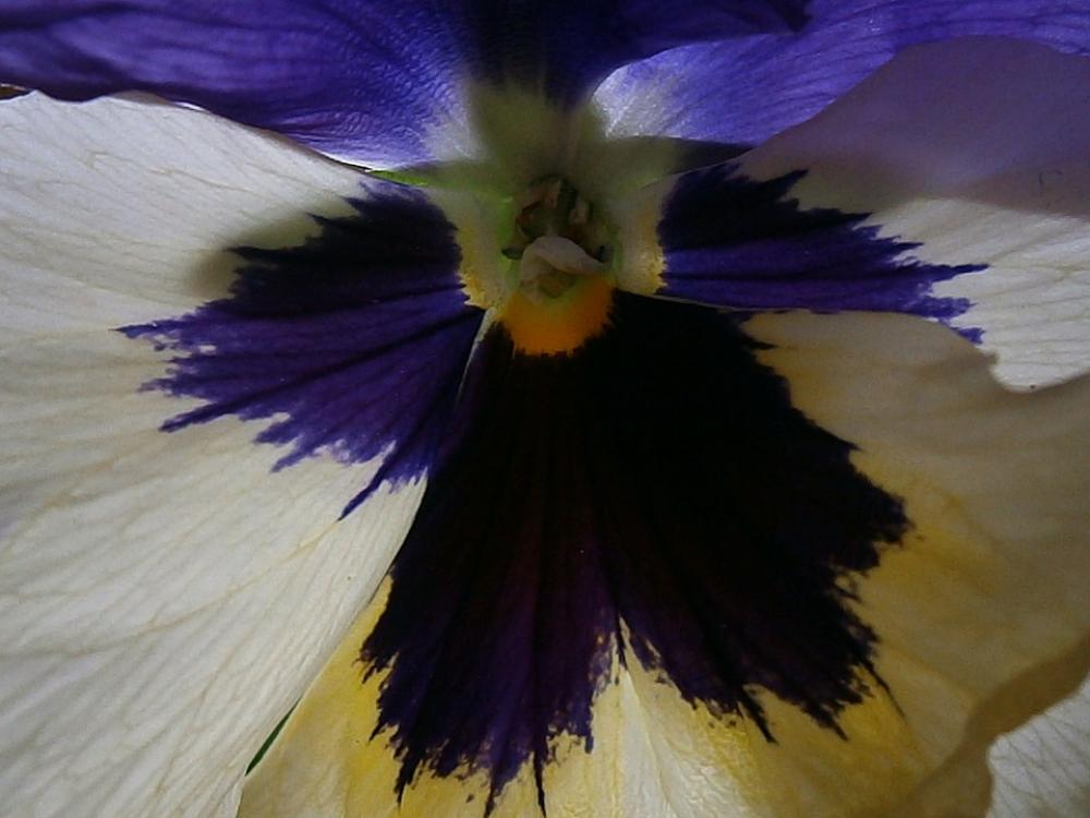 Pansy Violet Plant Close Up Depth Nature Blue Pansy Violet Plant Close Up Depth Nature Blue