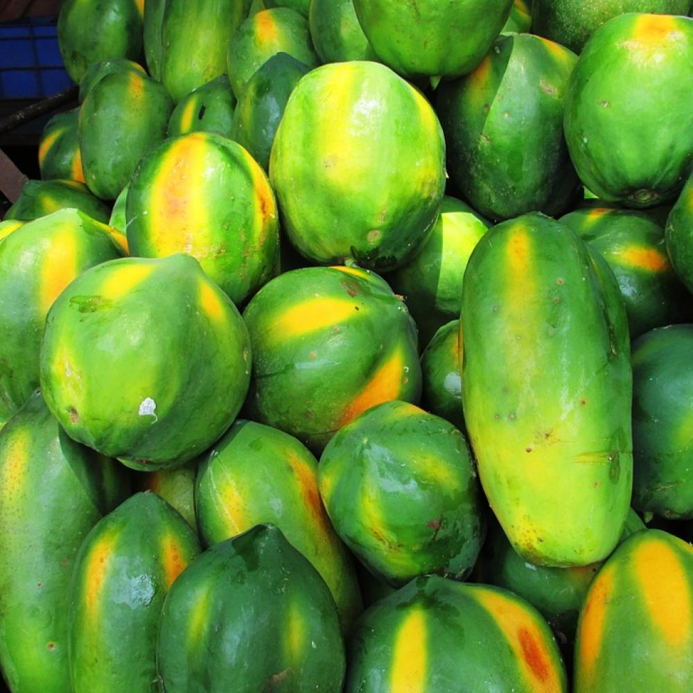 Papaya Fruit Green Tropical Exotic Heap Papaya Fruit Green Tropical Exotic Heap