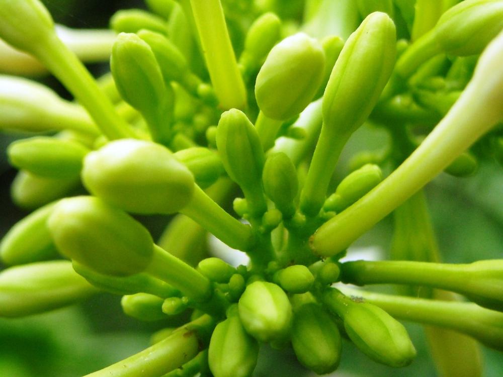 Papaya Bud Flowers Green Papaya Bud Flowers Green