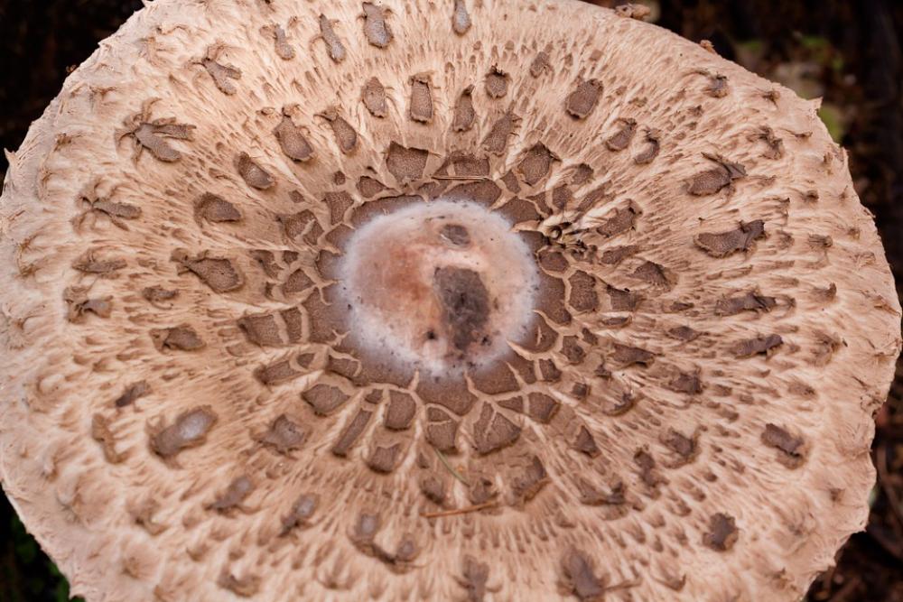 Parasol Mushroom Screen Fungus Great Schirmling Parasol Mushroom Screen Fungus Great Schirmling