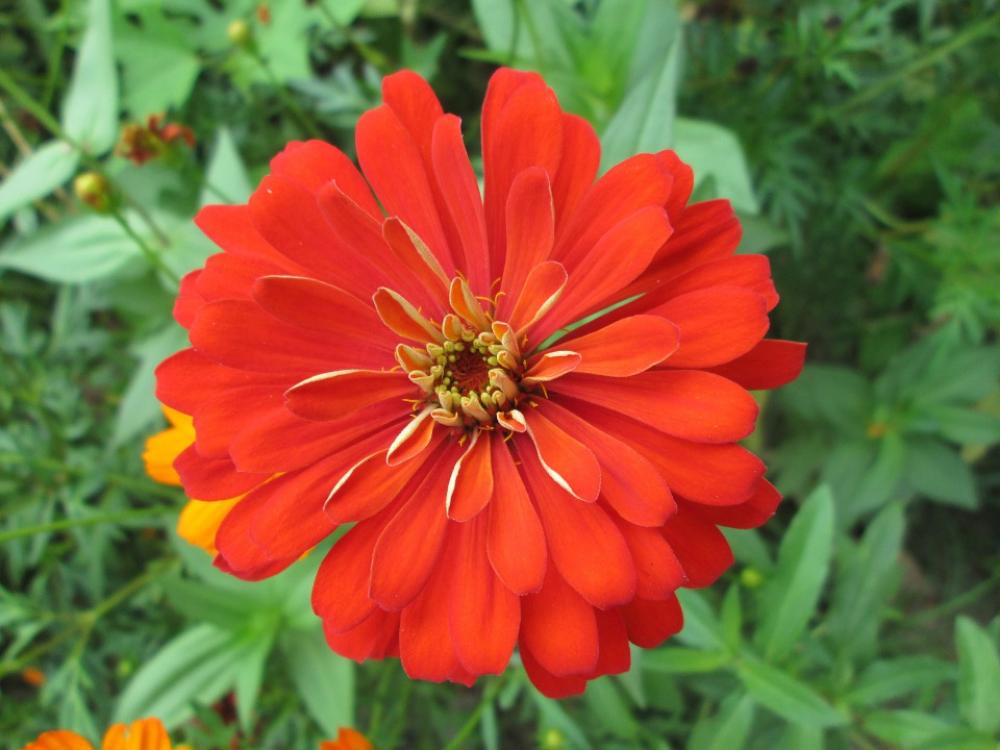 Park Flower Garden Plant Red Park Flower Garden Plant Red