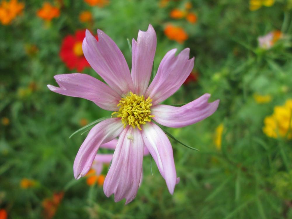 Park Flower Garden Plant Purple Park Flower Garden Plant Purple
