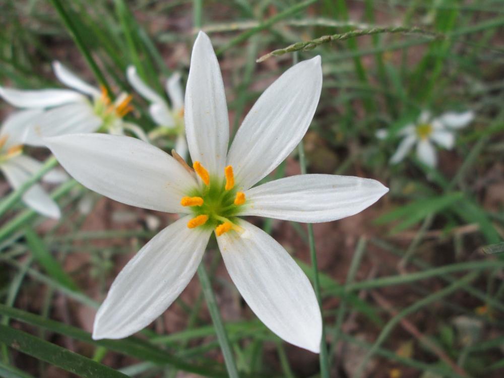 Park Flower Garden Plant White Park Flower Garden Plant White