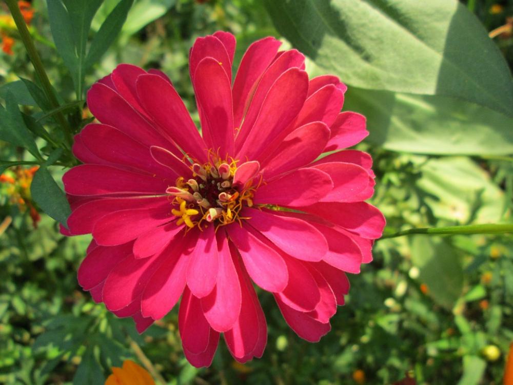 Park Flower Garden Plant Red Park Flower Garden Plant Red