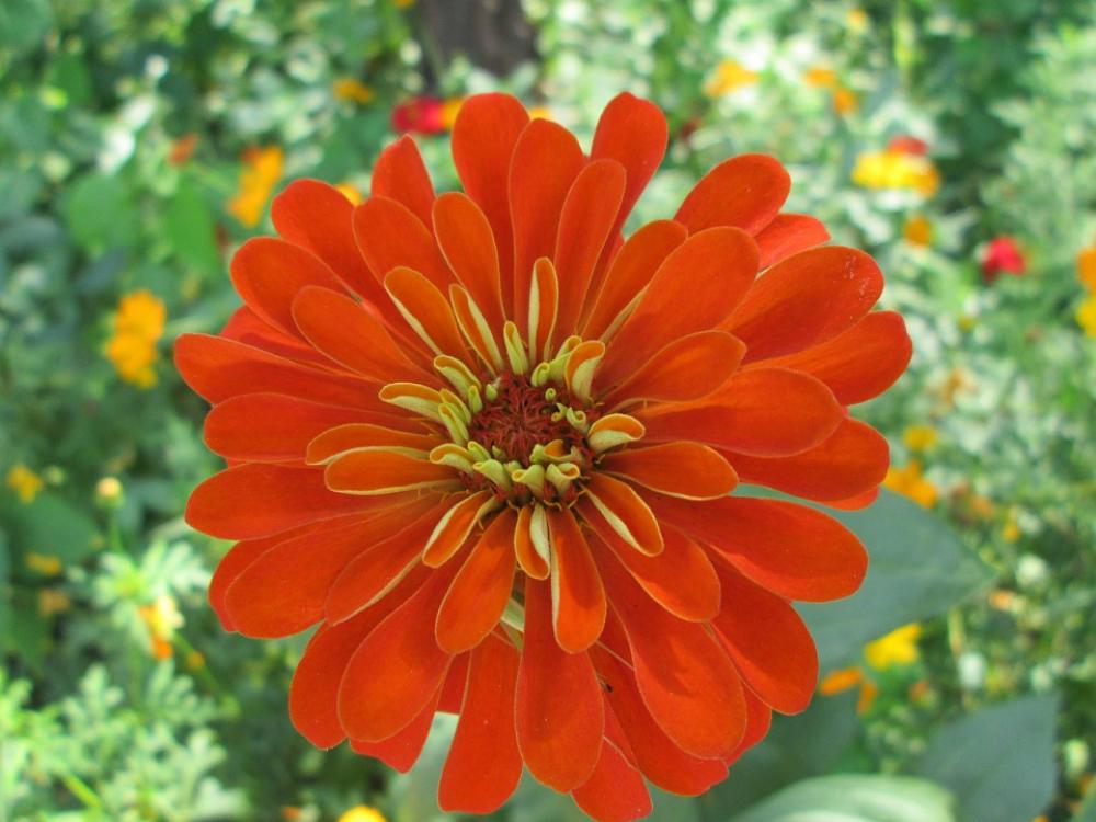 Park Flower Garden Plant Red Park Flower Garden Plant Red