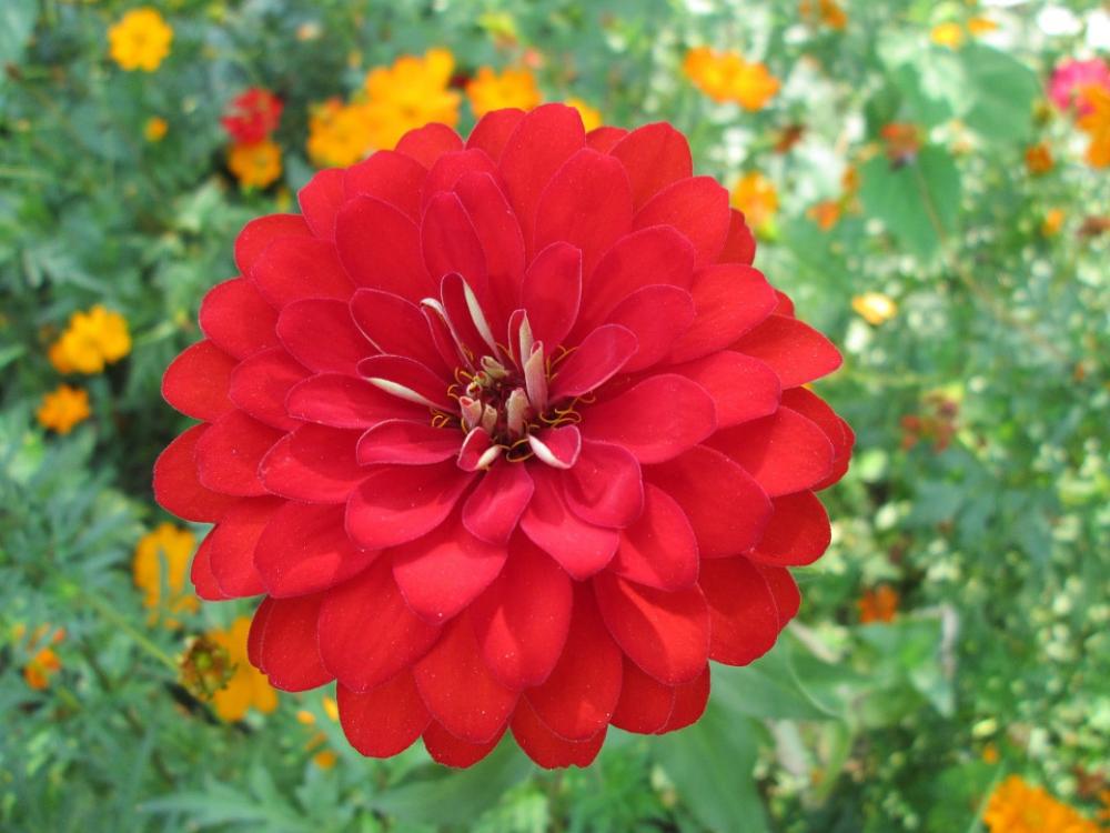 Park Flower Garden Plant Red Park Flower Garden Plant Red