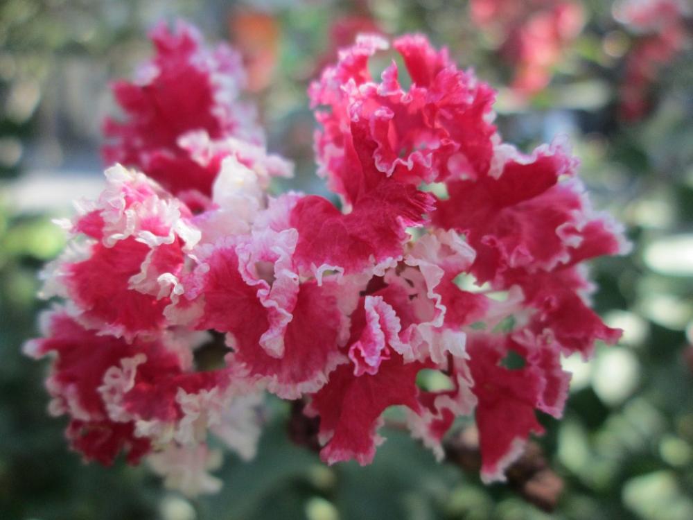 Park Flower Garden Plant Pink Park Flower Garden Plant Pink