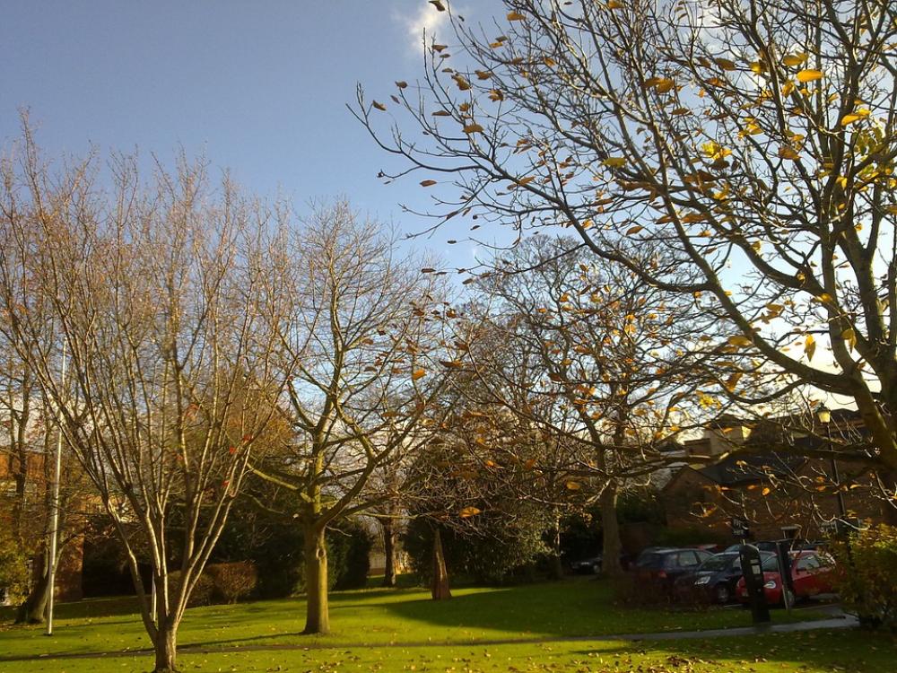 Park Garden Worcester England Trees Urban Park Garden Worcester England Trees Urban