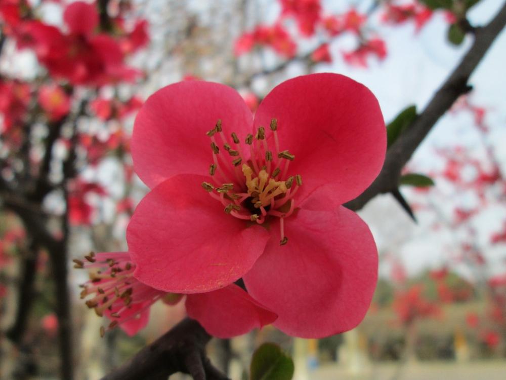Park Begonia Pink Plant Park Begonia Pink Plant