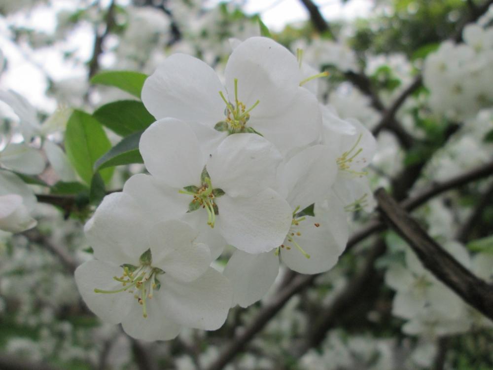 Park Cherry Blossom White Garden Plant Park Cherry Blossom White Garden Plant