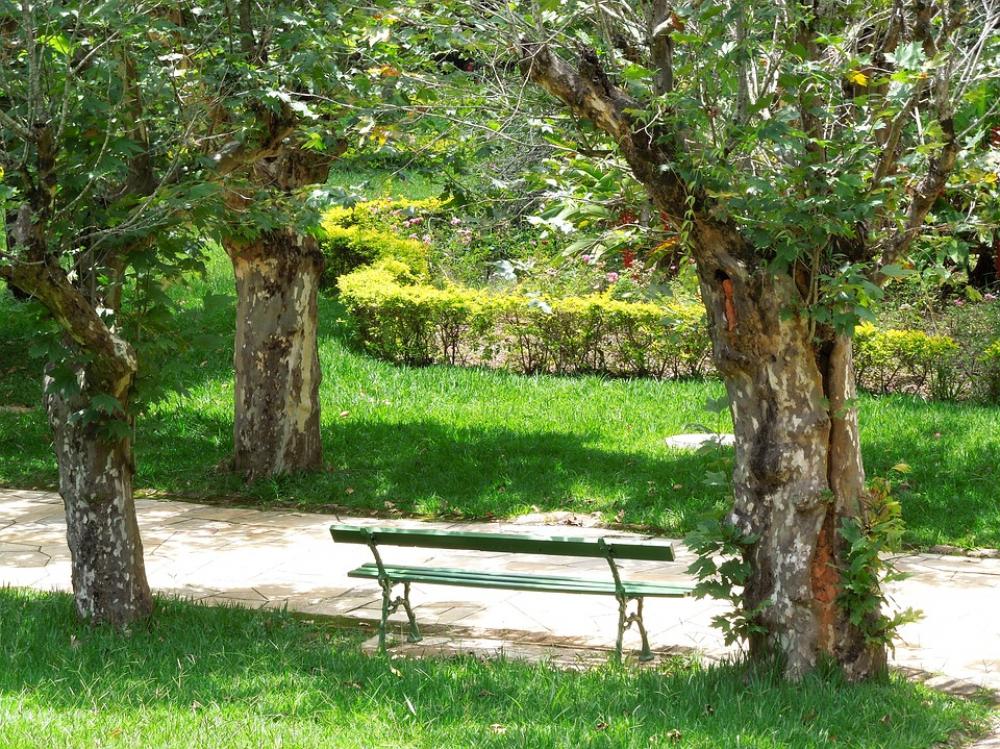Park Trees Park Bench Landscape Park Trees Park Bench Landscape