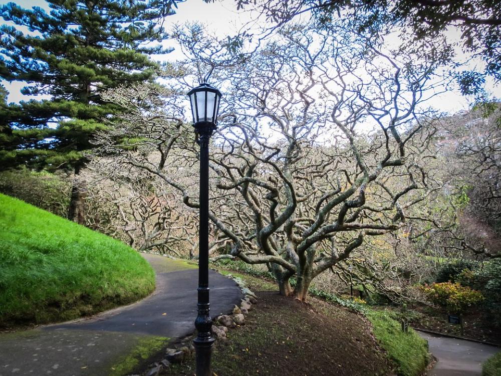Park Garden Lantern Tree New Zealand Wellington Park Garden Lantern Tree New Zealand Wellington