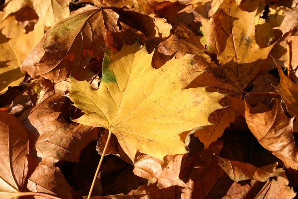 Park Forest Autumn Tree Foliage October Nature Park Forest Autumn Tree Foliage October Nature