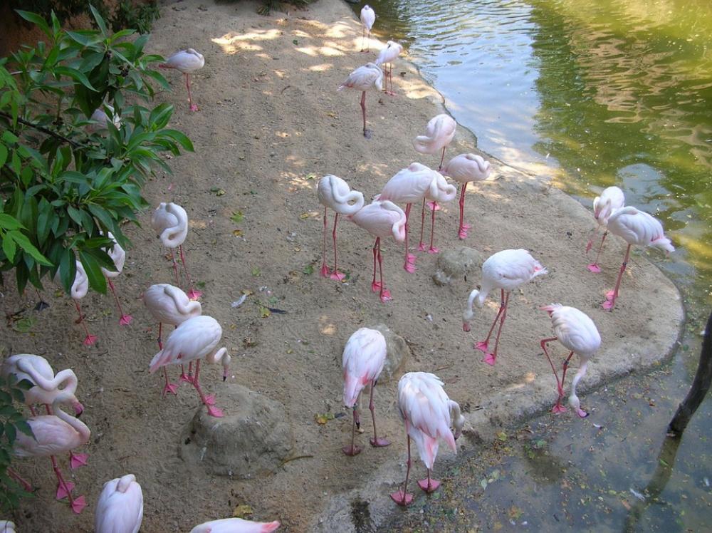 Park Birds Bird Pond Water Lake Beach Park Birds Bird Pond Water Lake Beach