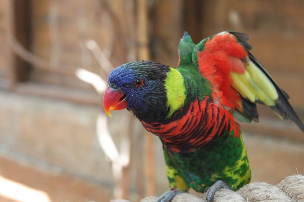 Parrot Animal Red Bird Birds Feather Blue Yellow Parrot Animal Red Bird Birds Feather Blue Yellow