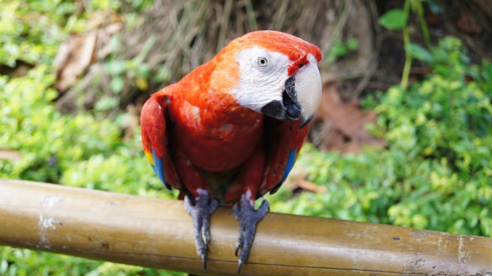 Parrot Bird Ara Colorful Animal Tropical Nature Parrot Bird Ara Colorful Animal Tropical Nature