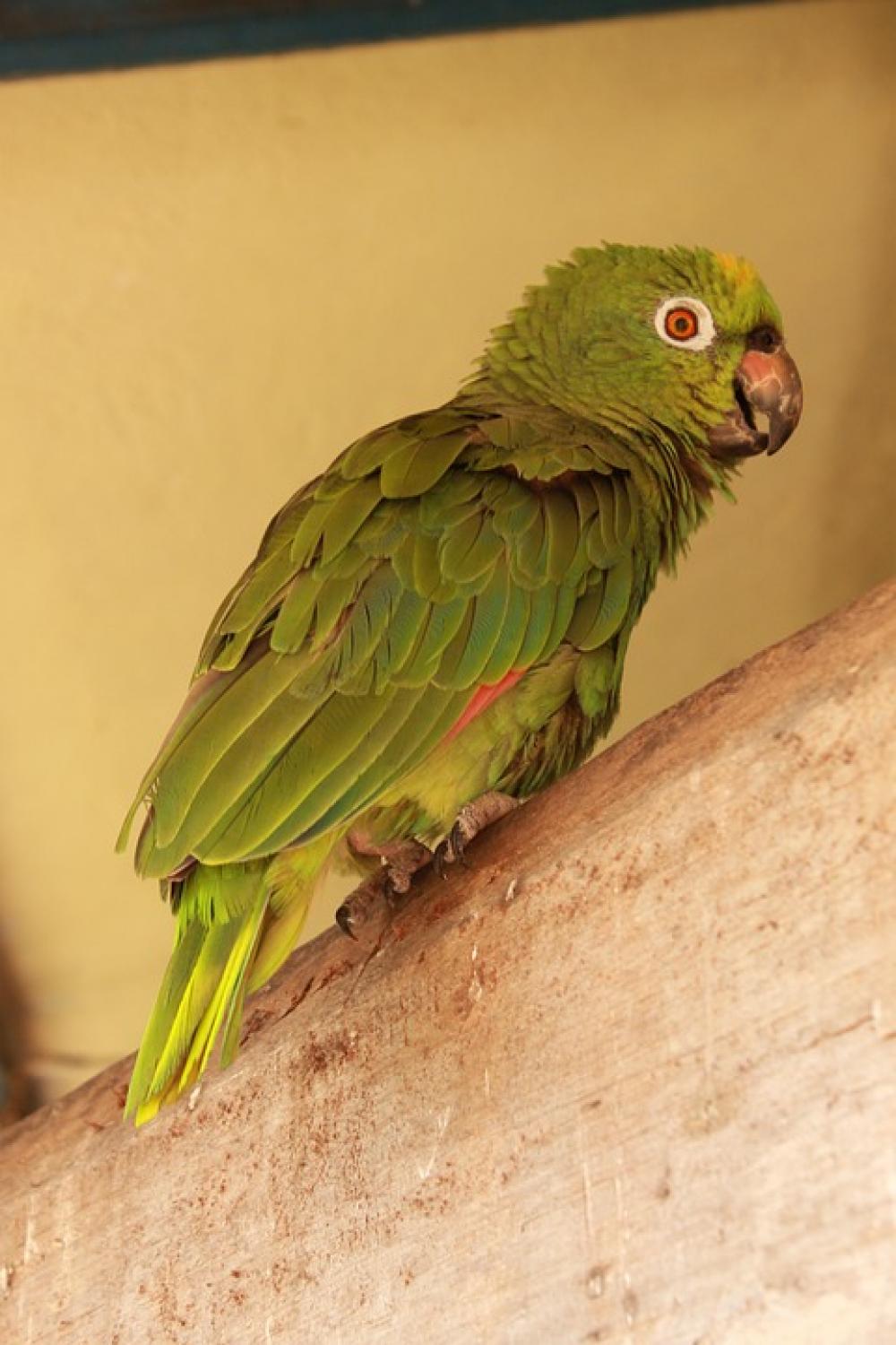 Parrot Bird Animal Wildlife Tropical Feather Parrot Bird Animal Wildlife Tropical Feather