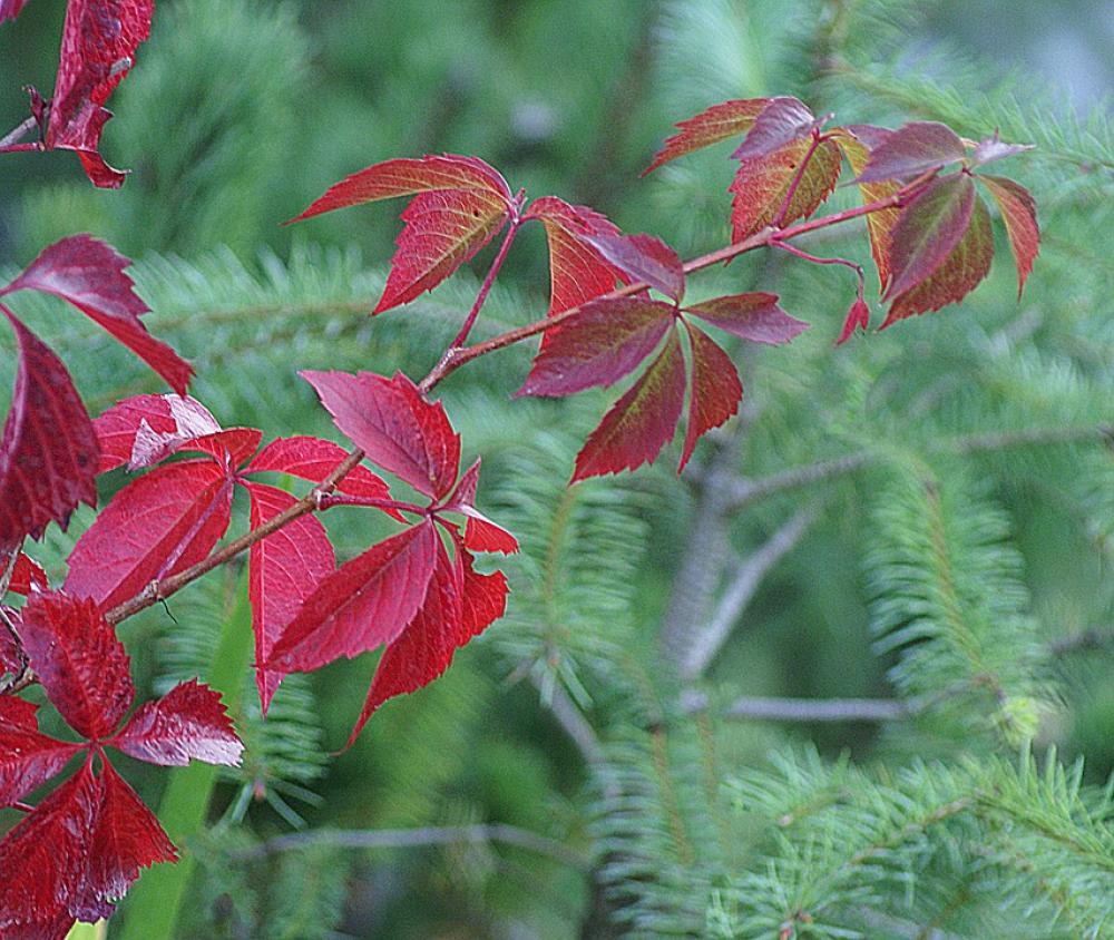 Parthenocissus Wild Wine Plant Clematis Parthenocissus Wild Wine Plant Clematis