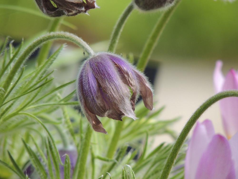 Pasque Flower Alpine Pasqueflower Macro Pasqueflower Pasque Flower Alpine Pasqueflower Macro Pasqueflower