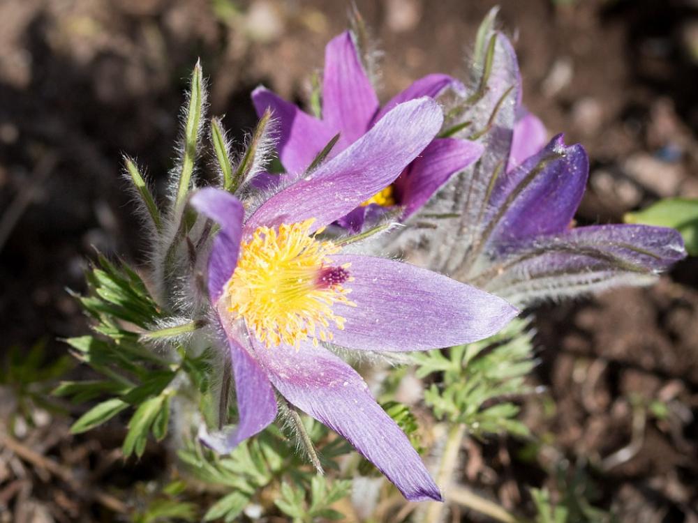 Pasqueflower Kuechschenschelle Flower Nature Plant Pasqueflower Kuechschenschelle Flower Nature Plant