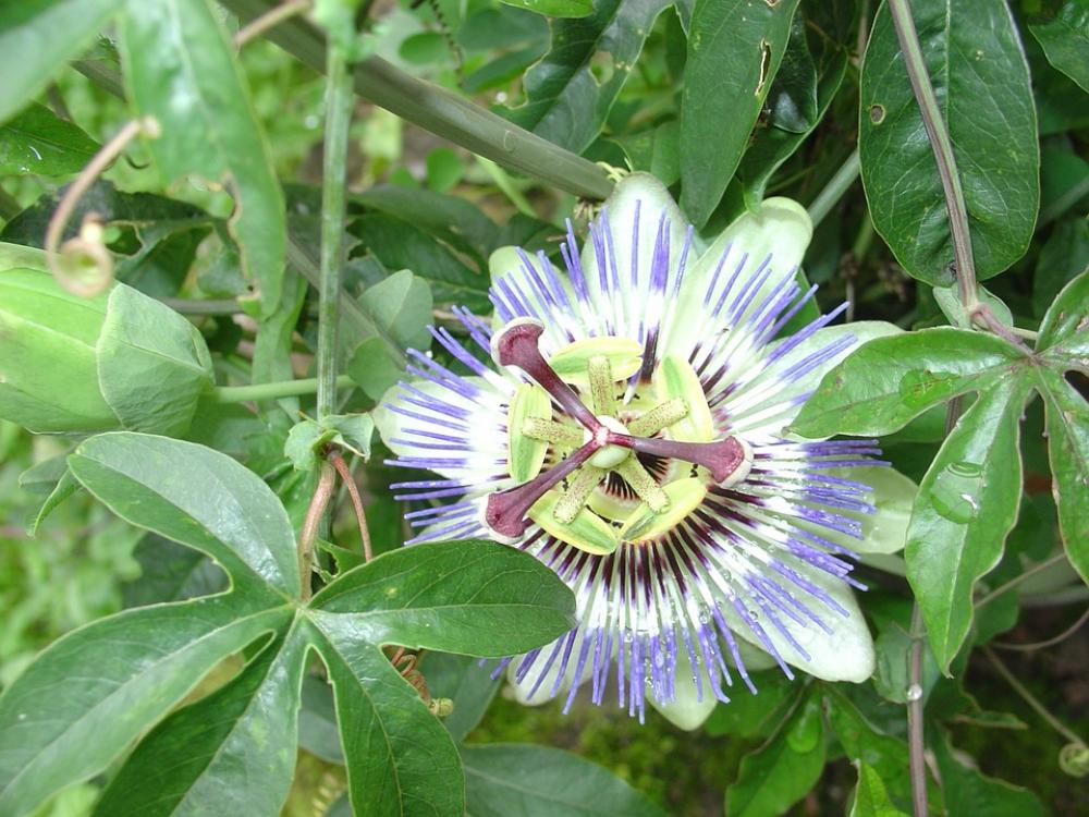 Passion Flower Blossom Bloom Plant Flowers Passion Flower Blossom Bloom Plant Flowers