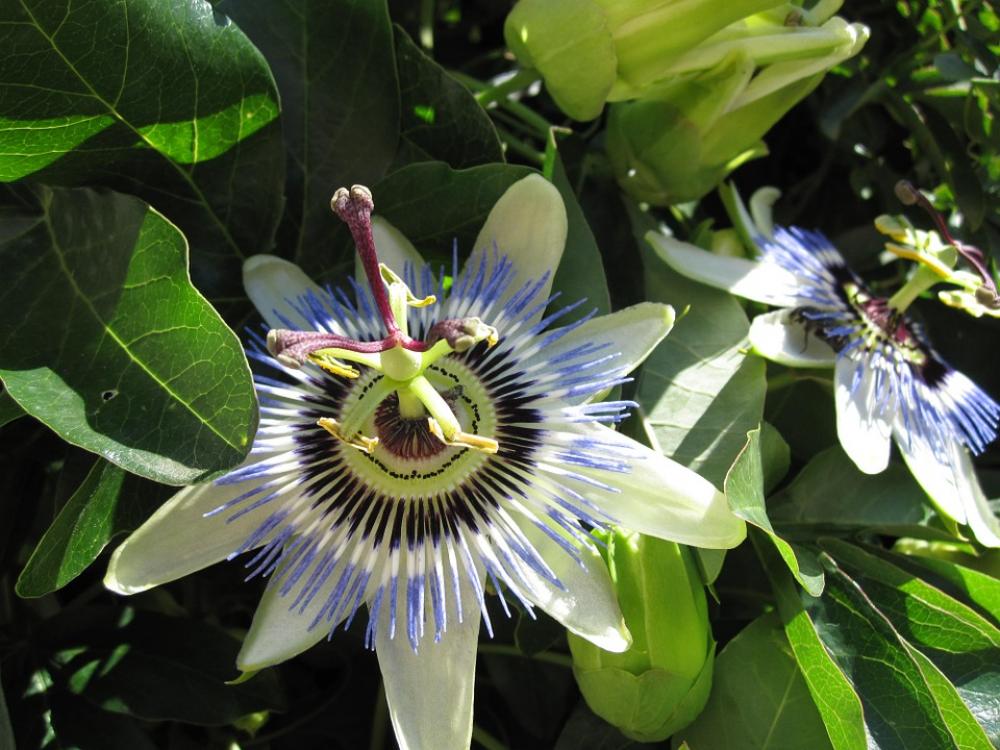 Passion Flower Croatia Blossom Bloom Passion Flower Croatia Blossom Bloom