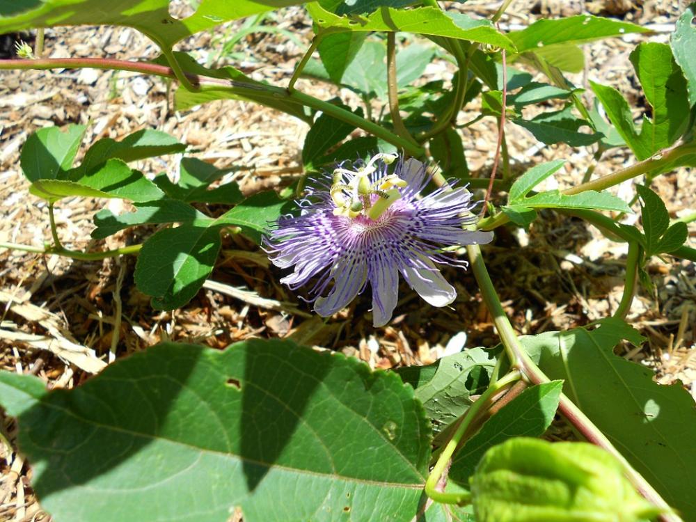 Passionflower Flower Purple Leaves Nature Summer Passionflower Flower Purple Leaves Nature Summer