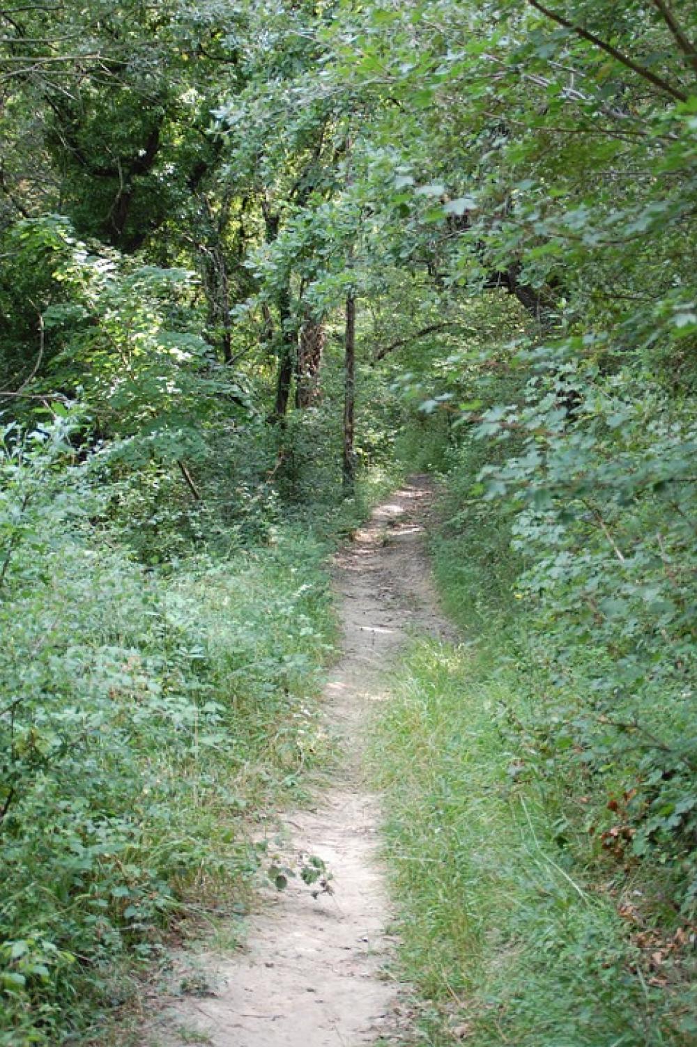 Path Nature Promenade Path Nature Promenade