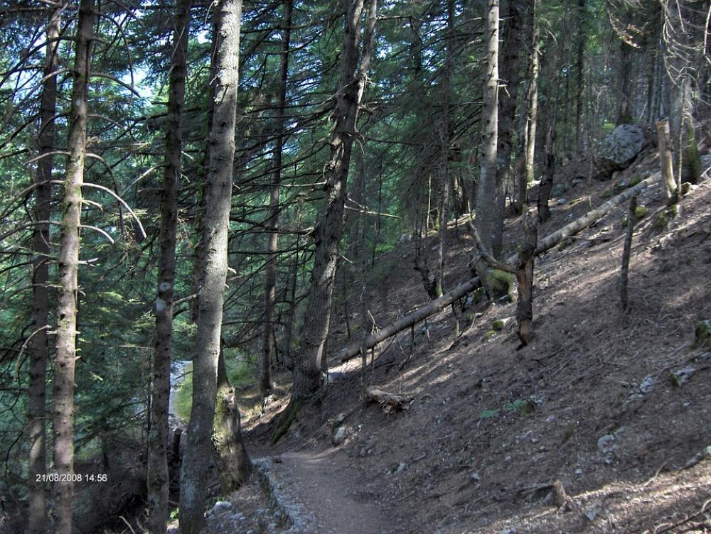 Path Forest Tree Nature Path Forest Tree Nature