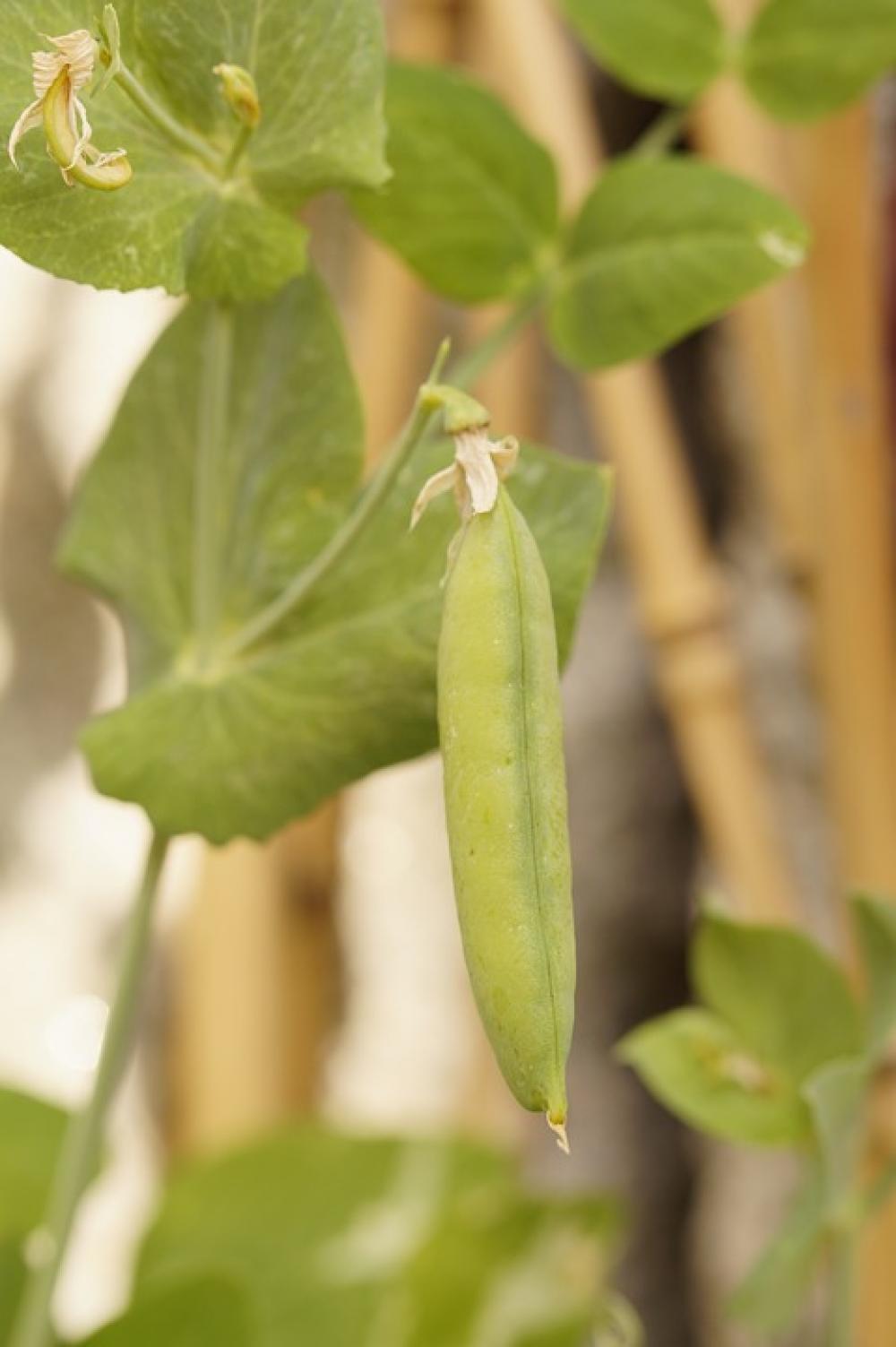 Pea Plant Pea Pea Pod Grow Vegetables Green Pea Plant Pea Pea Pod Grow Vegetables Green