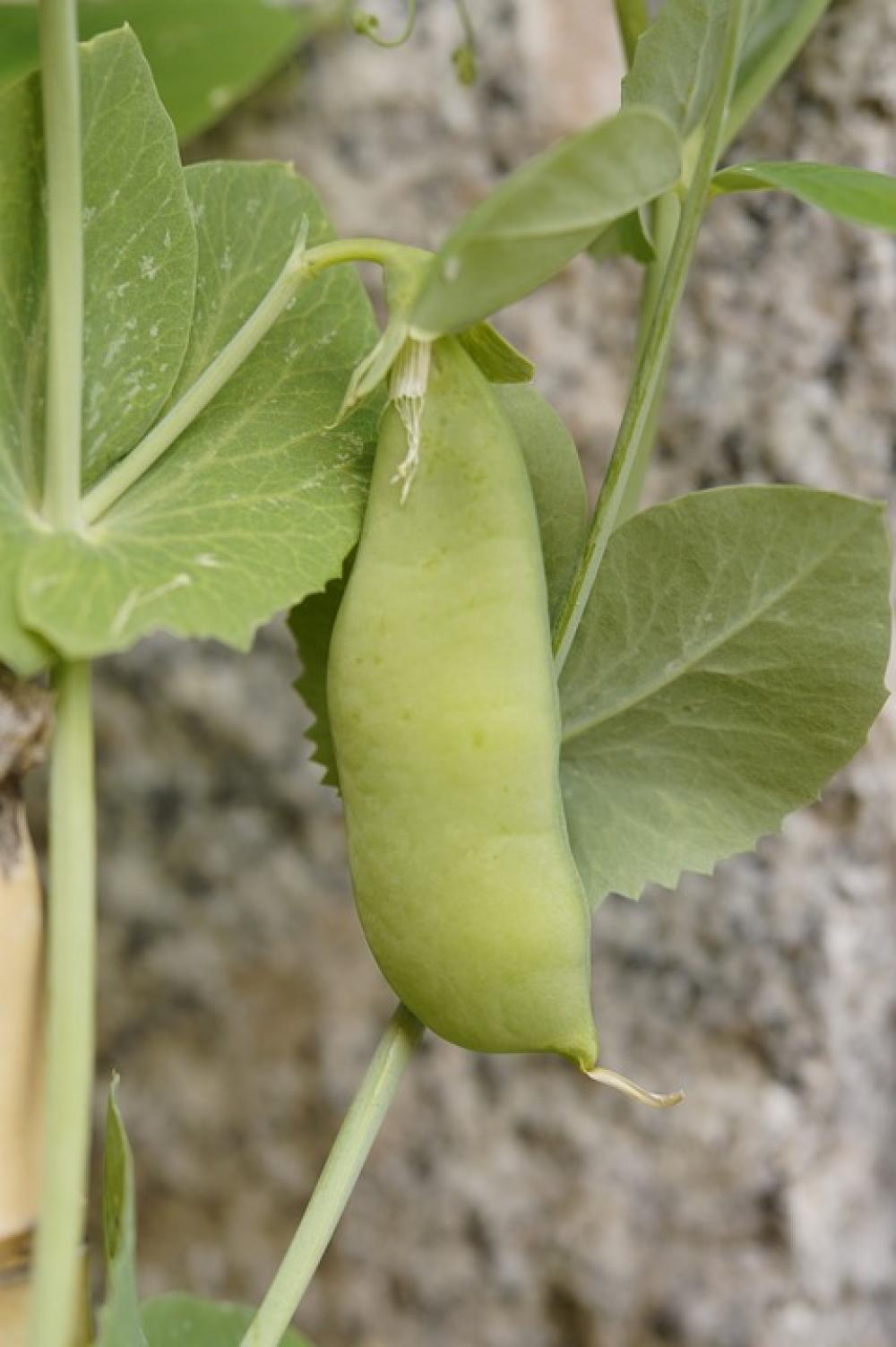 Pea Pod Pea Pea Plant Grow Vegetables Green Pea Pod Pea Pea Plant Grow Vegetables Green