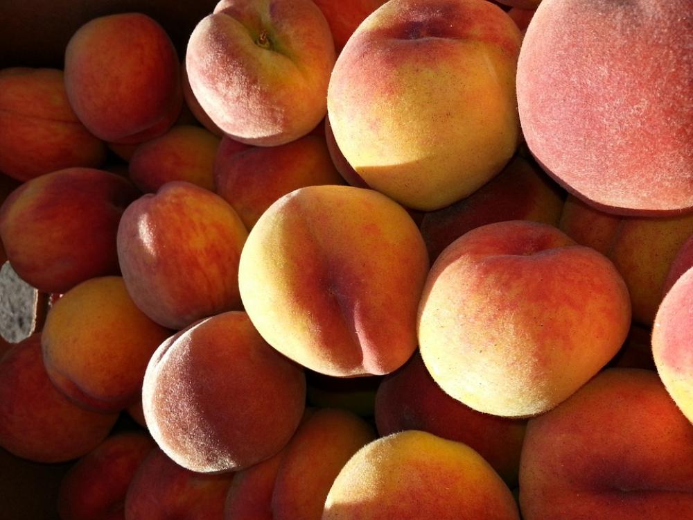 Peaches Fruit Tree-Ripened Ripe Nature Harvest Peaches Fruit Tree-Ripened Ripe Nature Harvest