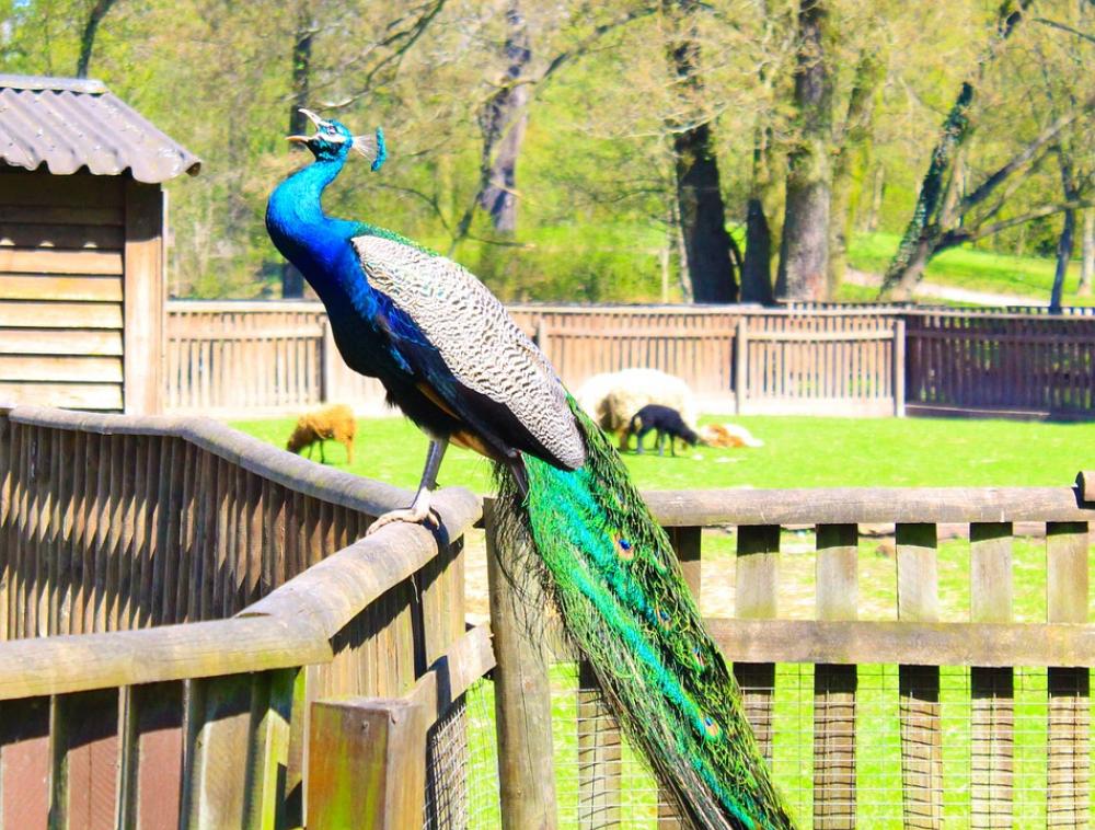 Peacock Birds Colorful Color Iridescent Green Peacock Birds Colorful Color Iridescent Green