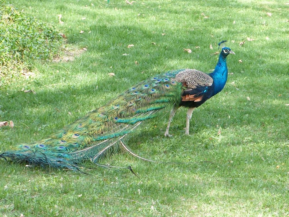 Peacock Bird Grass Peacock Bird Grass