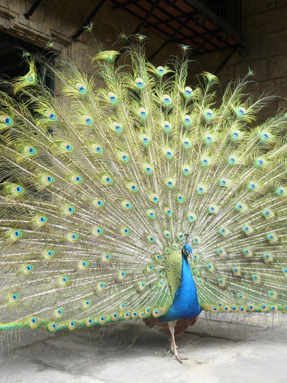 Peacock Bird Peacock Feathers Peacock Bird Peacock Feathers
