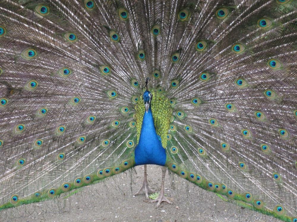 Peacock Animal Bird Wheel Blue Plumage Peacock Animal Bird Wheel Blue Plumage