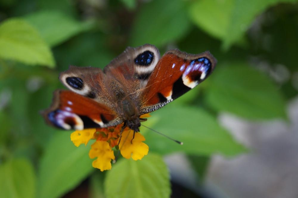 Peacock Peacock Butterfly Butterfly Nature Insect Peacock Peacock Butterfly Butterfly Nature Insect