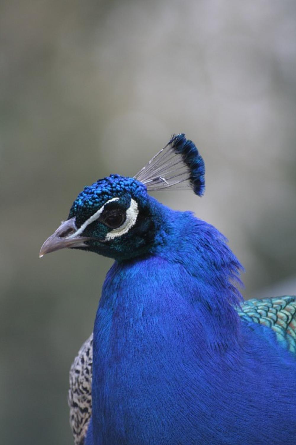 Peacock Zoo Animal Peacock Zoo Animal